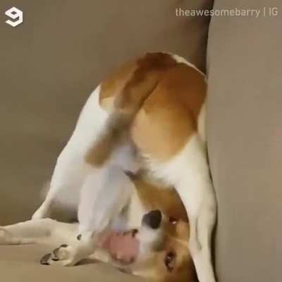 Dog.exe has stopped working