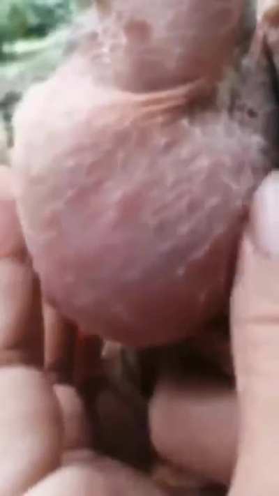 Pero que carajo?