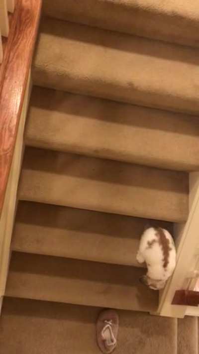 kevin is doing very well! he&rsquo;s so cute when he goes down the stairs :&rsquo;)