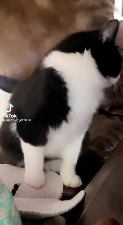 Wunk doesn&rsquo;t take directions well