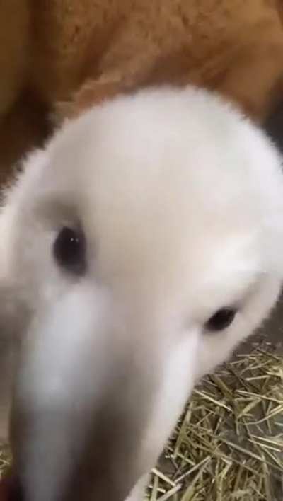Up Close with a Baby Polar Bear