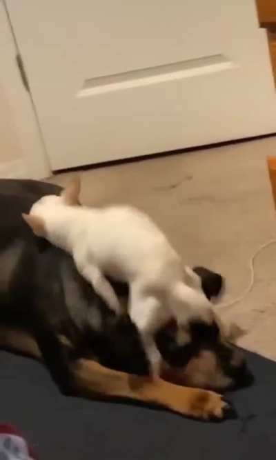 Good boy
