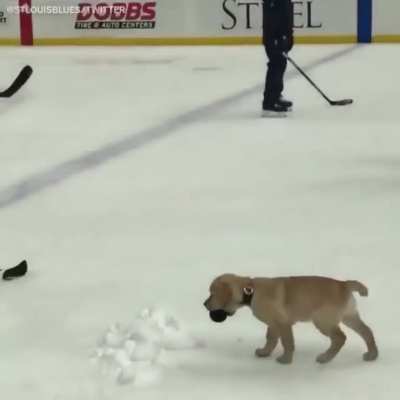 "Puck. I found a stick."
