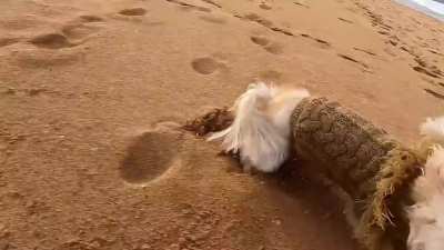 Beach Zoomies [OC]