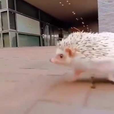 I am speed