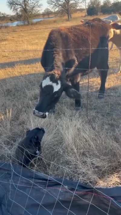 "Everybody act cool. The dog's not going to notice me"