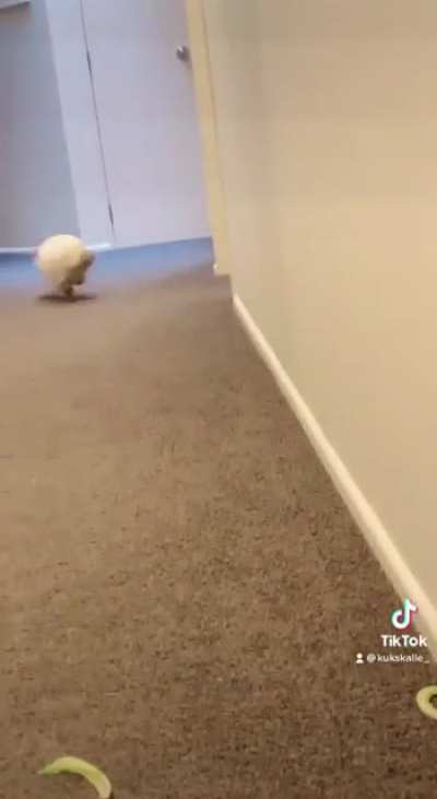 Jasper woke up and chose speed this morning 😂