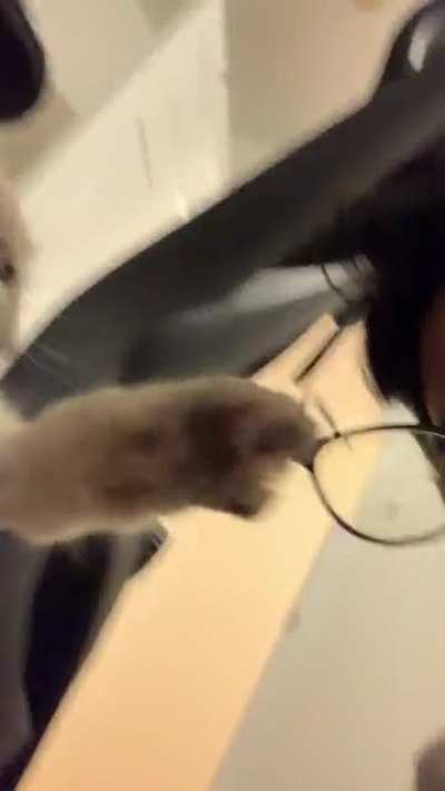 my cat doesn&rsquo;t like my glasses