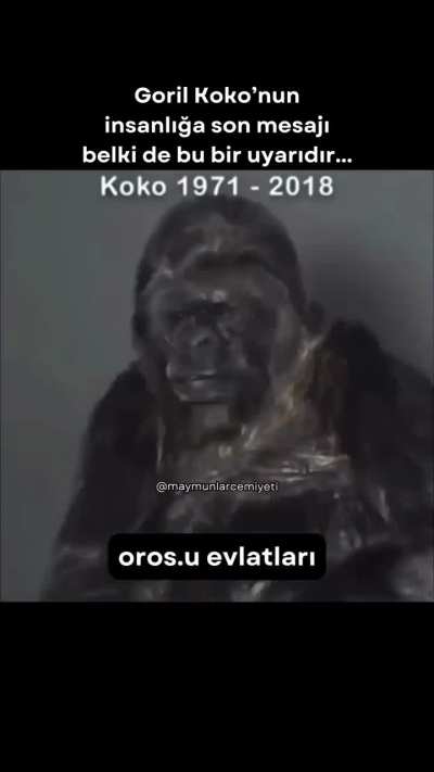 Goril haklı amk