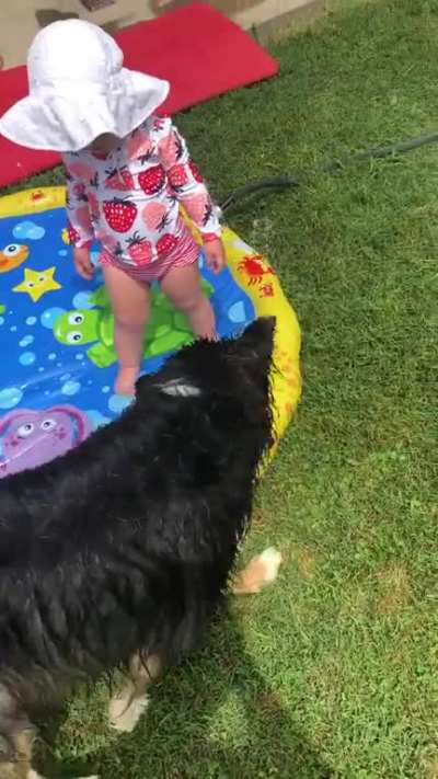 Dog bites water