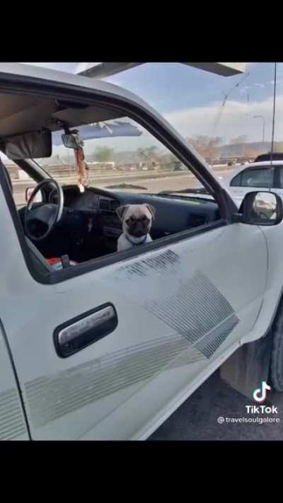ruff job but someone&rsquo;s gotta do it 🐶