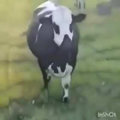 Chamando a boiada