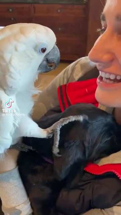 Parrot loves puppy ❤️‍🔥
