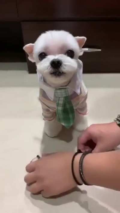 Cachorro escolhendo sua pr&oacute;pria roupa