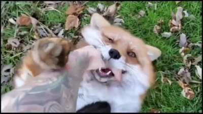 sPaWn oF tHe DeViL mAnIaCaLlY lAuGhS wHiLe ToRtUrInG aN iNnOcEnT hUmAn