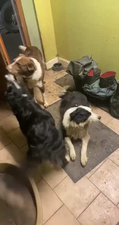 3 dogs 3 moods