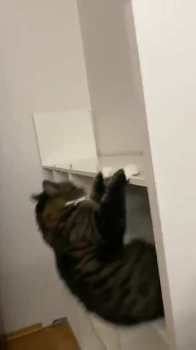 My cat didn't include his weight into the catculations.