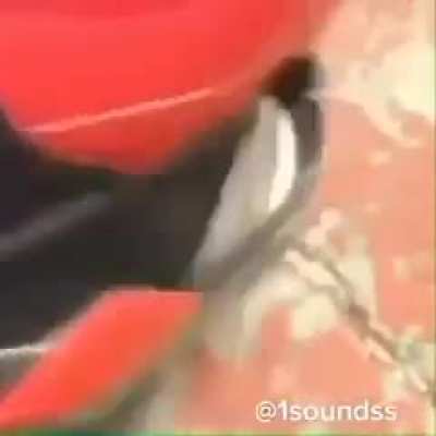 blursed_shous