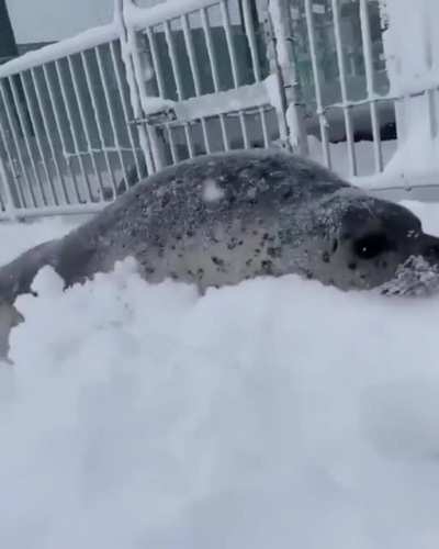 Тюленька
