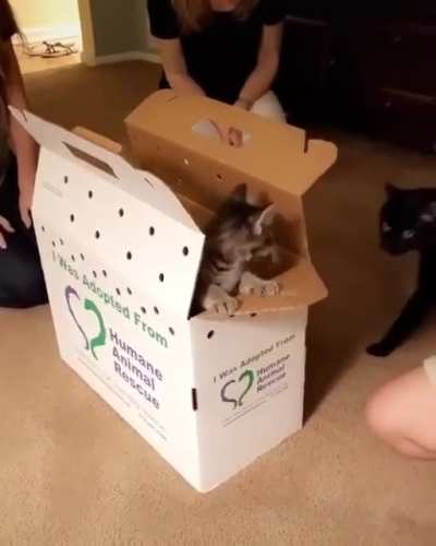 Adopt new meow