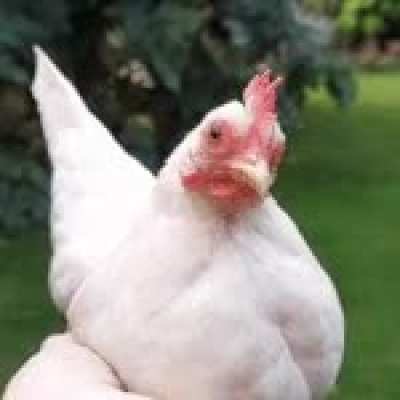 Birbing