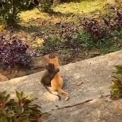 Monkey and cat being bros.