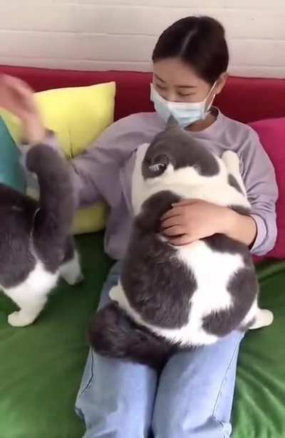 CHONKUS MAXIMUS