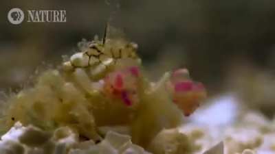 This tiny crustacean is the Boxer crab. It has a very unorthodox way to protect and defend itself, it wards off attack using toxic sea anemones clenched in its tiny claws like a boxing gloves. Waving the sea-anemone in forward punching motion &amp;amp; the an