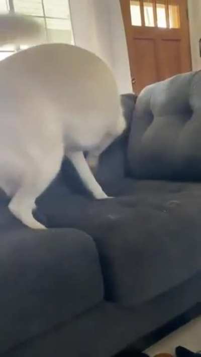 &ldquo;No you can&rsquo;t play with the baby&rdquo; Husky Tantrum