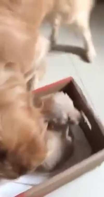The father dog sees his children for the first time