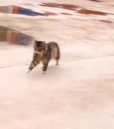 Preu&szlig;ens Gloria Cat XD