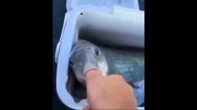 Karp-tunnel