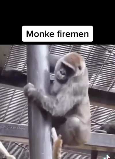 Monkey buisiness