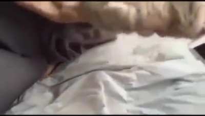 Soft kitty, warm kitty, little ball of fur...
