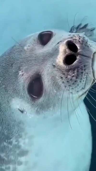 Waterproof Booper