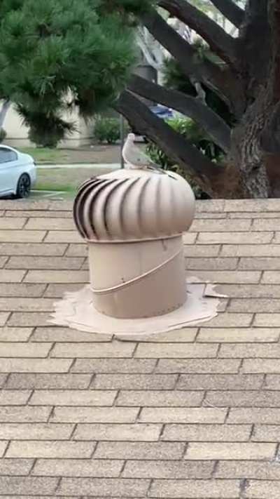 Hope this fits