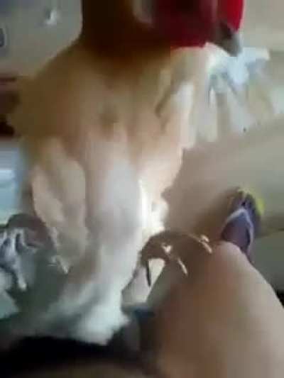 Jebe ci
