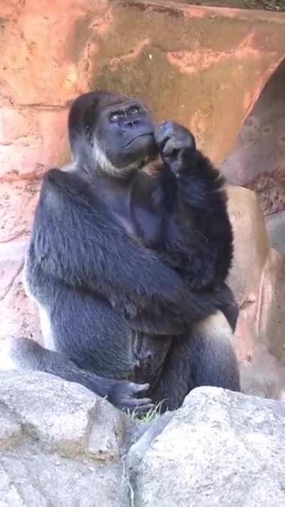 Smart_Monkey