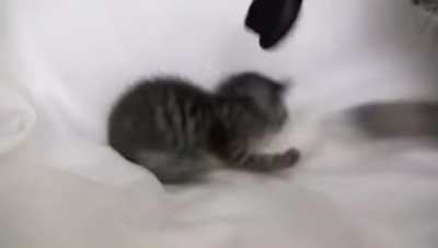 Poor kitten dies