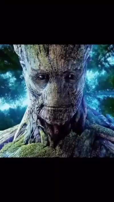 🌳🌳🌳🌳