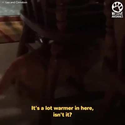 Abandoned and scared cat learned to trust people again thanks to this kindhearted guy