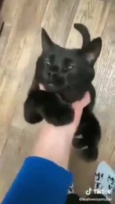 Cat.