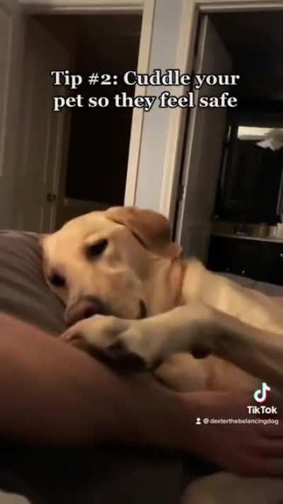 3 Tips To Help Your Pet Deal with Fireworks Or Other Loud Noises