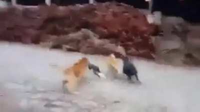 J&aacute; deram um caga&ccedil;o na cachorrada hoje?