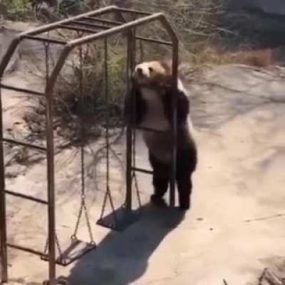 This bear is worth it