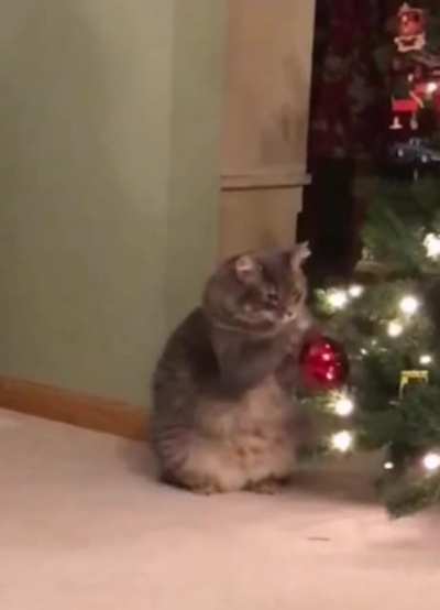 Meow🥊irl