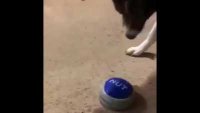 Dog pressing “Wat da dog doin’” button