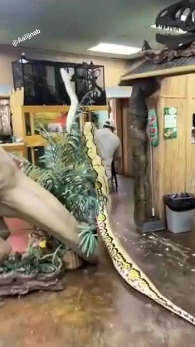 Zoo Snake 🐍