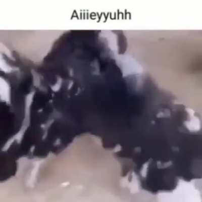 AIIEEEYYUUUUUUHHH