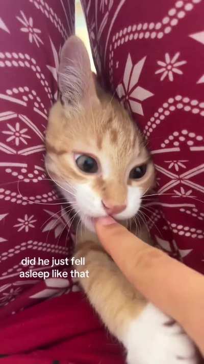 Did he just...